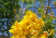 Flores amarillas: El boom de la llegada de la primavera