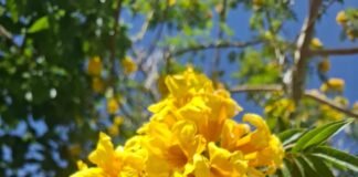 Flores amarillas: El boom de la llegada de la primavera