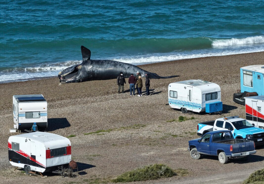 Alerta por la muerte de ballenas en Puerto Madryn: dos hipótesis y otro posible efecto de El Niño
