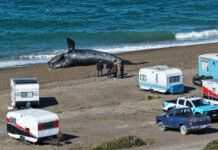 Alerta por la muerte de ballenas en Puerto Madryn: dos hipótesis y otro posible efecto de El Niño