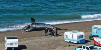 Alerta por la muerte de ballenas en Puerto Madryn: dos hipótesis y otro posible efecto de El Niño