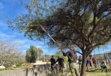 Finalizó la temporada de poda: 30 personas se capacitaron e integran el Registro Municipal de Podadores