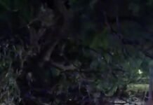 Valle Viejo: cayó un árbol sobre un auto en Tres Puentes