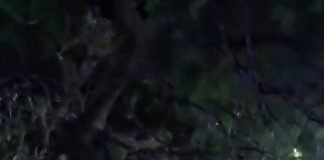 Valle Viejo: cayó un árbol sobre un auto en Tres Puentes
